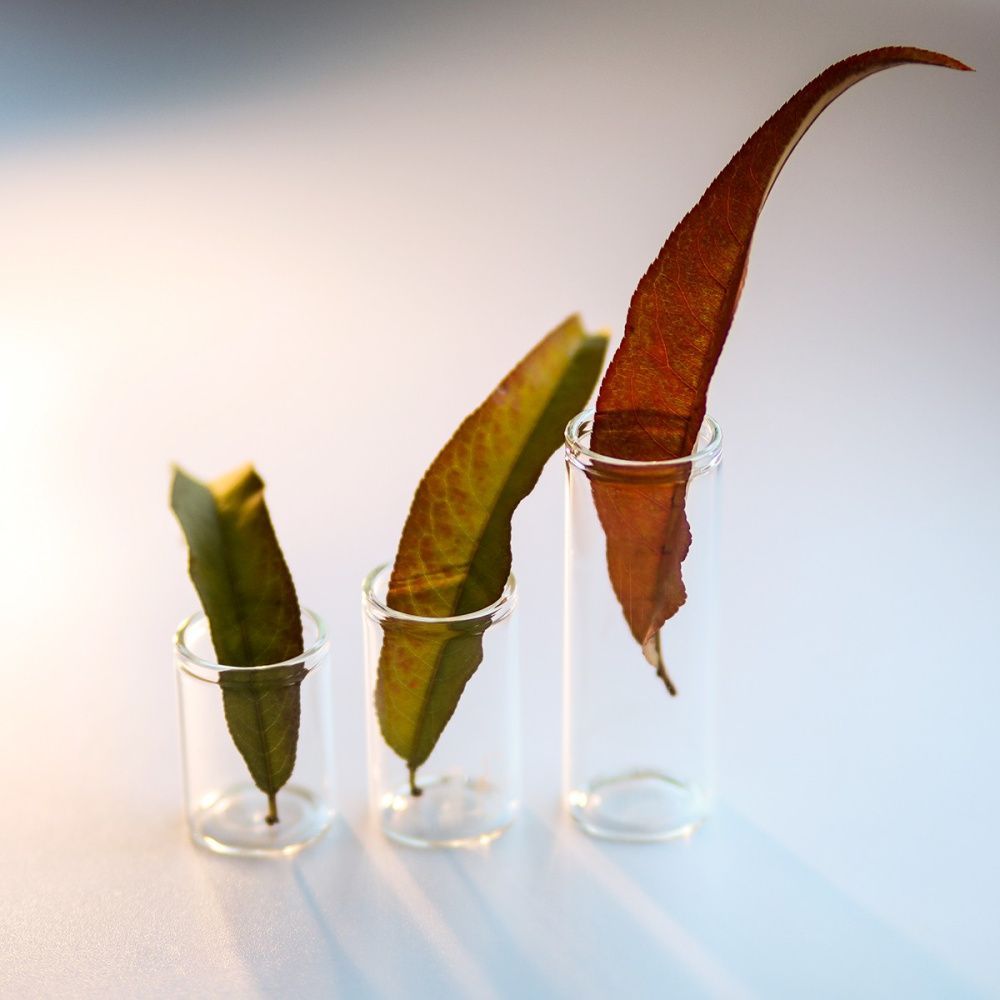 колба с крышкой, прозрачная, 40x30 мм