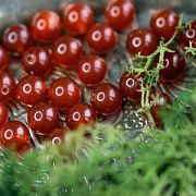 Бусина агат 8, цвет красно-коричневый, колорир., 8 мм (стренд 12 шт.)