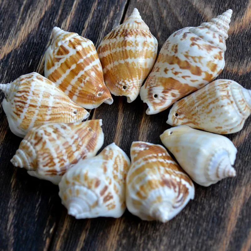 бусина из ракушки, "спираль", природные тона, 65-40x25-20 мм