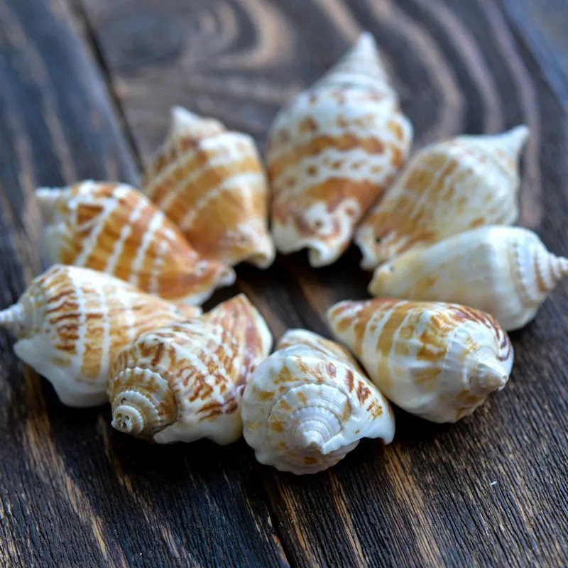бусина из ракушки, "спираль", природные тона, 65-40x25-20 мм