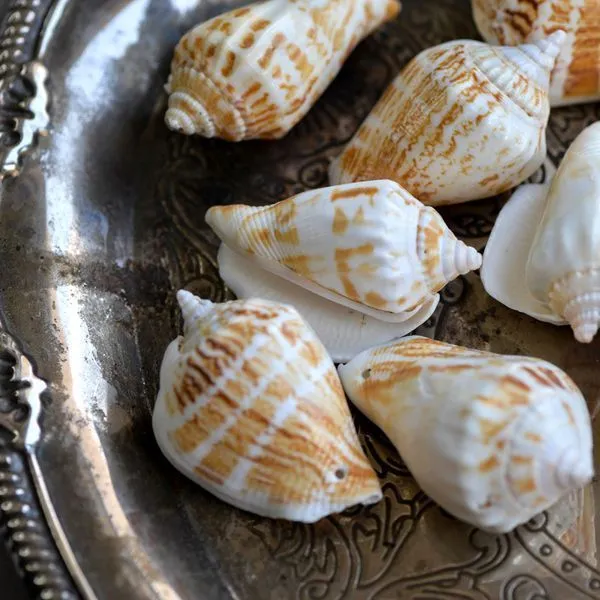 бусина из ракушки, "спираль", природные тона, 65-40x25-20 мм